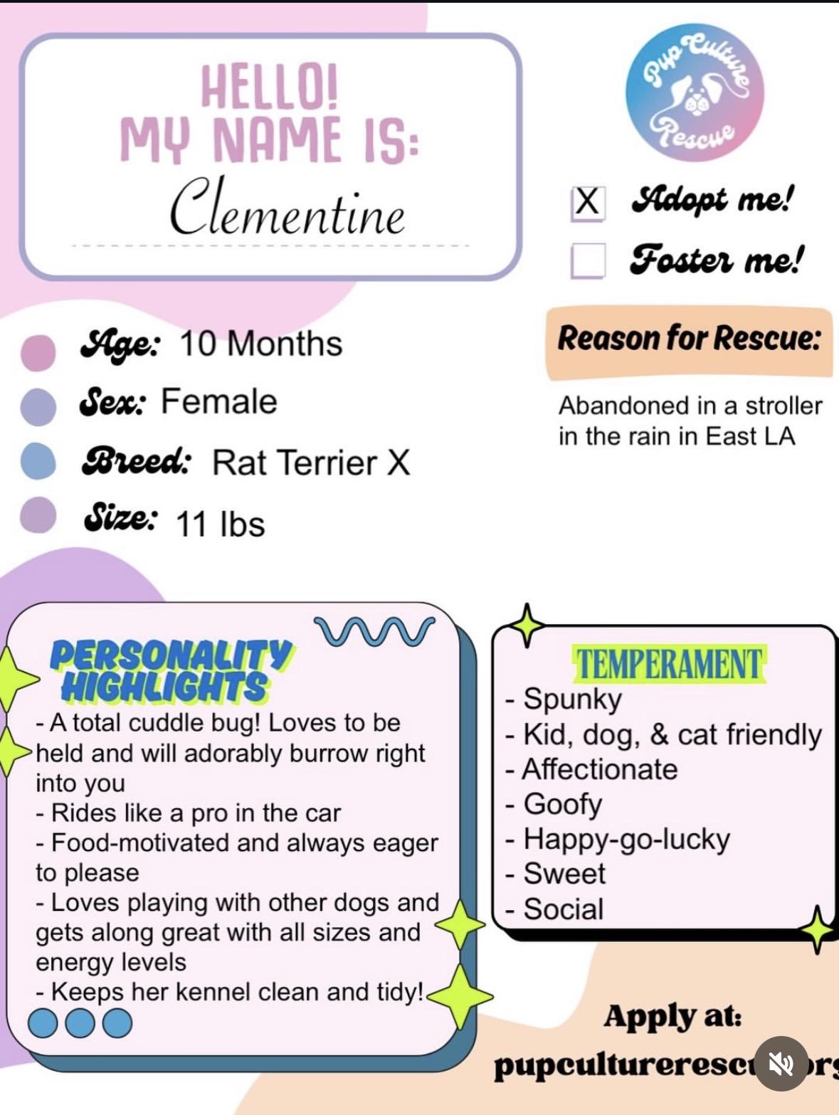 Enlarge Clementine, an adopted mixed breed in Pasadena, CA image 2/6