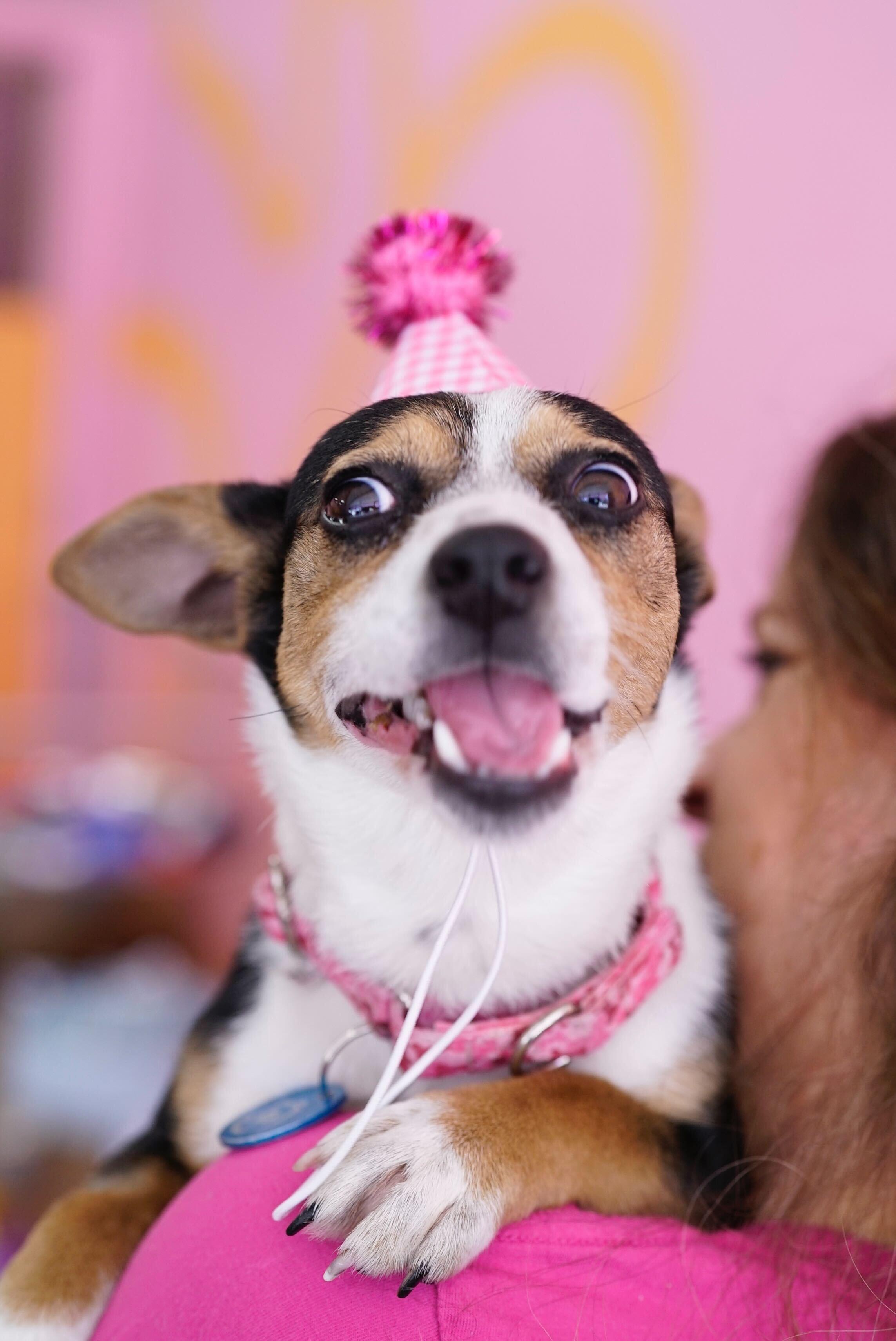 Enlarge Clementine, an adopted mixed breed in Pasadena, CA image 4/6