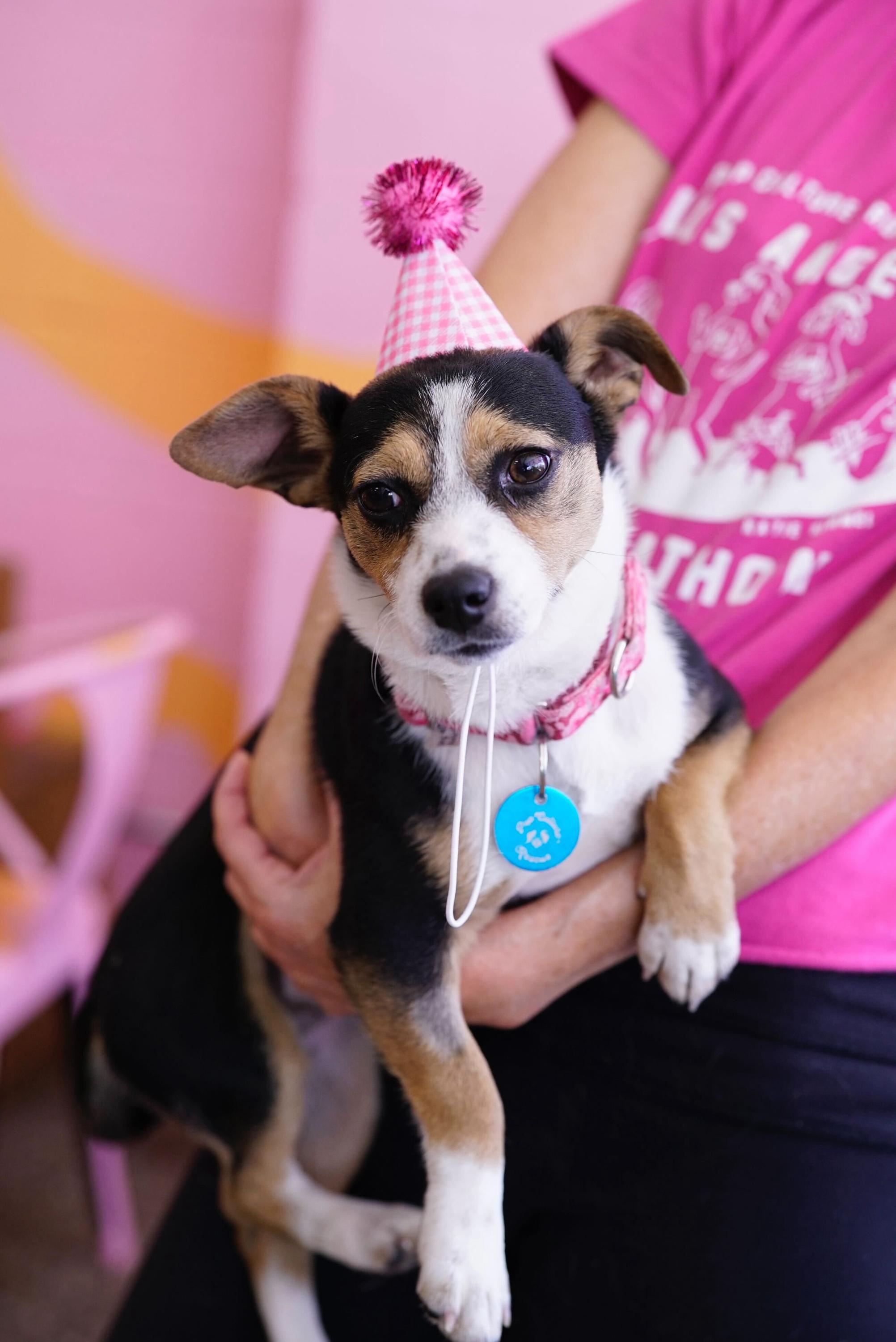 Enlarge Clementine, an adopted mixed breed in Pasadena, CA image 3/6