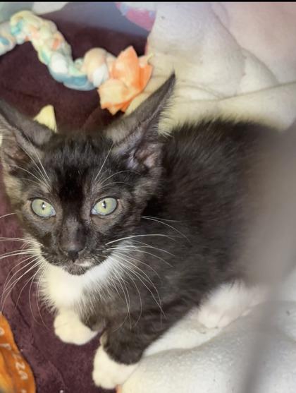 Brooks, Adoptable, Kitten Male Domestic Short Hair & Domestic Short Hair.