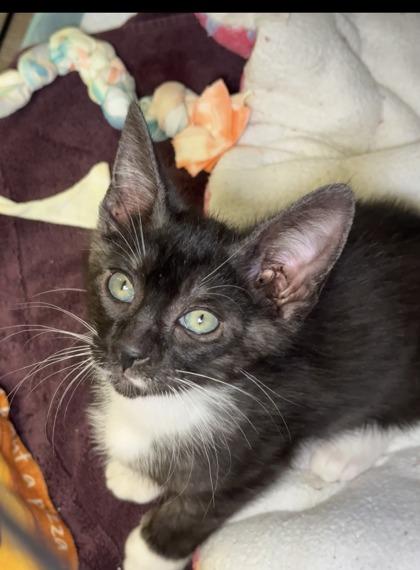 Brooks, a Adoptable mixed breed in Lawrenceville, GA image 2/2