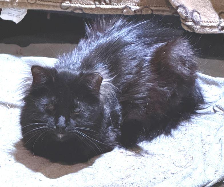 Enlarge Sir Teddy, a Adoptable Domestic Long Hair in Keswick, ON image 1/3