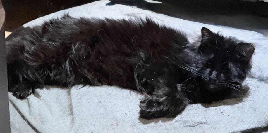 Enlarge Sir Teddy, a Adoptable Domestic Long Hair in Keswick, ON image 2/3