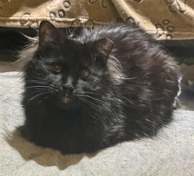 Enlarge Sir Teddy, a Adoptable Domestic Long Hair in Keswick, ON image 3/3