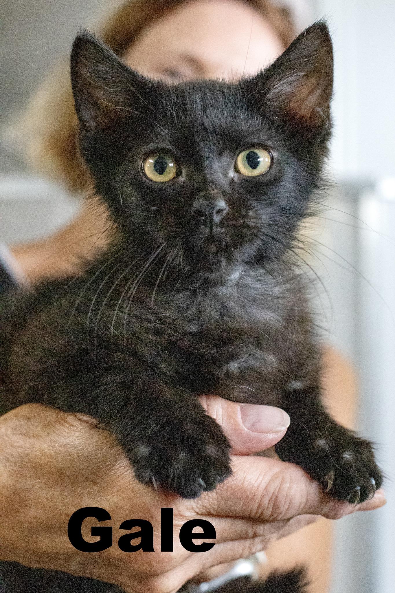 Gale, Adoptable, Young Female Domestic Short Hair.