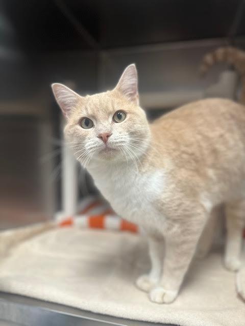 Enlarge Eggnog, a Adoptable mixed breed in Madison, GA image 1/2