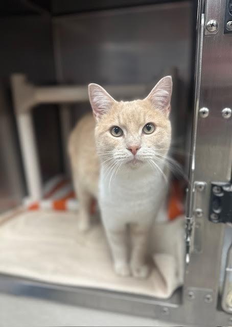 Enlarge Eggnog, a Adoptable mixed breed in Madison, GA image 2/2