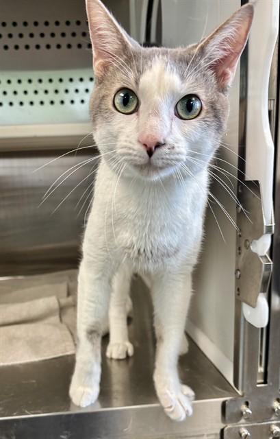 MACHO, Adoptable, Young Male Domestic Short Hair.