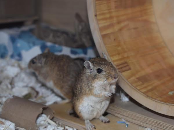 Tarzan & Sansa, Adult Male Gerbil