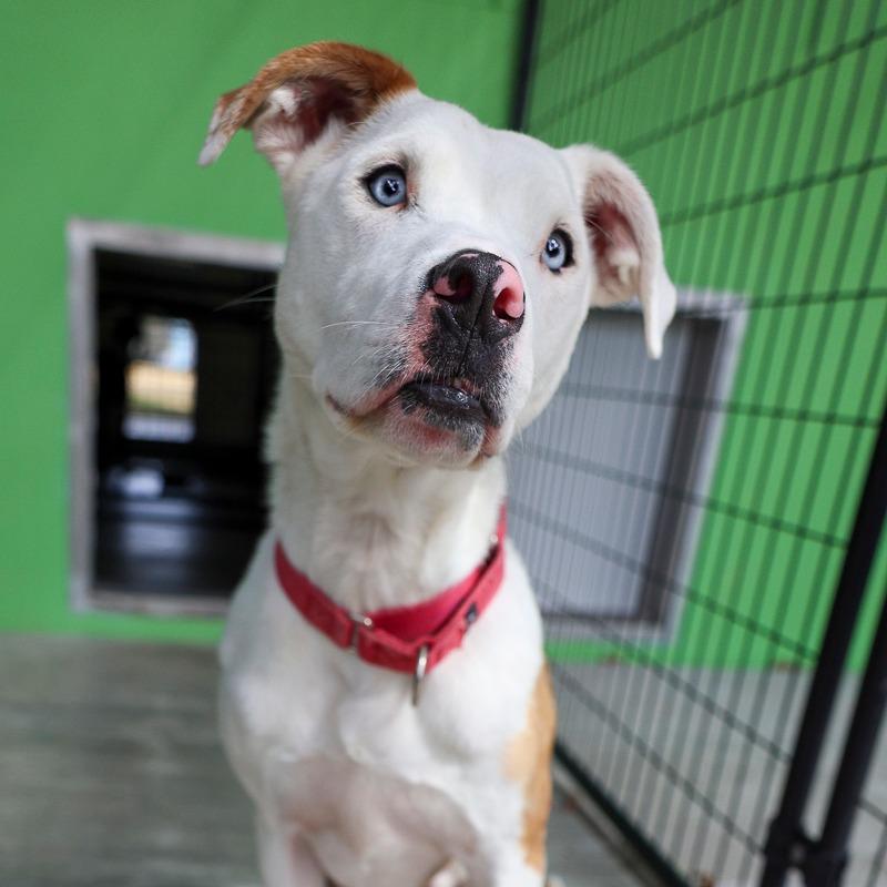 Evie, Adoptable, Adult Female Mixed Breed.