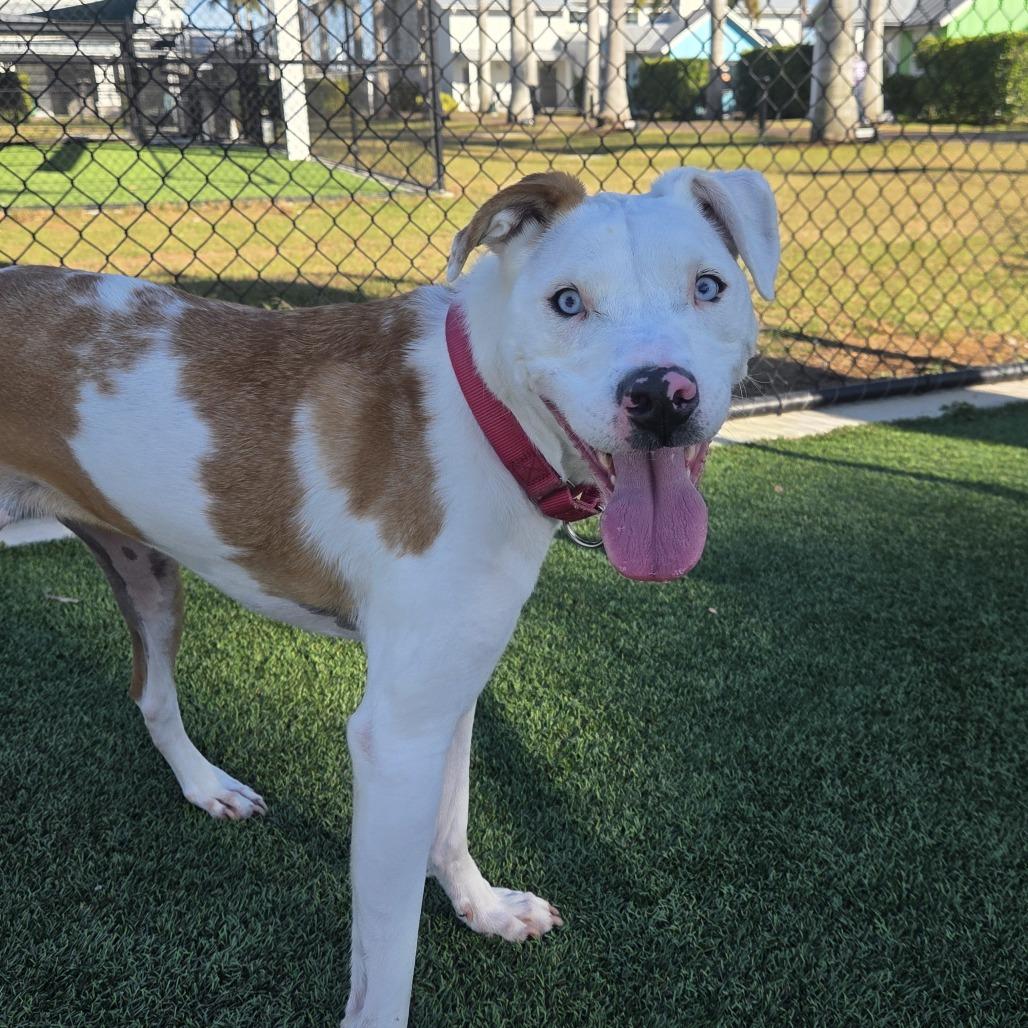 Enlarge Evie, a Adoptable Mixed Breed in Bradenton, FL image 2/2