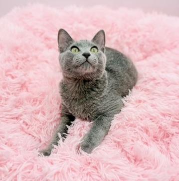 Enlarge Tivo, an adopted Russian Blue in Covington, LA image 2/4