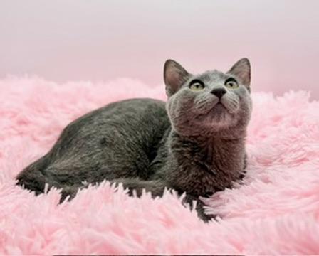 Enlarge Tivo, an adopted Russian Blue in Covington, LA image 4/4