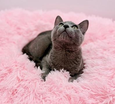 Enlarge Tivo, an adopted Russian Blue in Covington, LA image 3/4