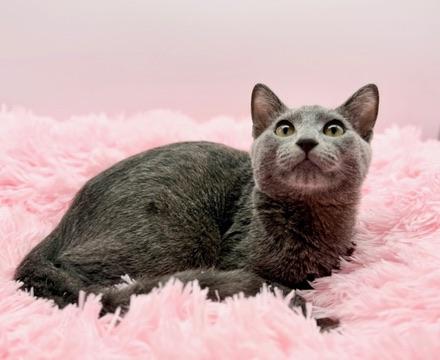 Enlarge Tivo, an adopted Russian Blue in Covington, LA image 1/4