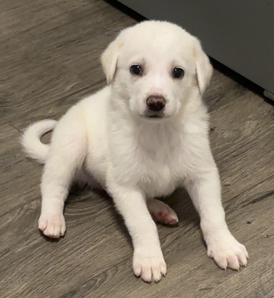 Dallas, Adoptable, Puppy Male Great Pyrenees & Anatolian Shepherd.