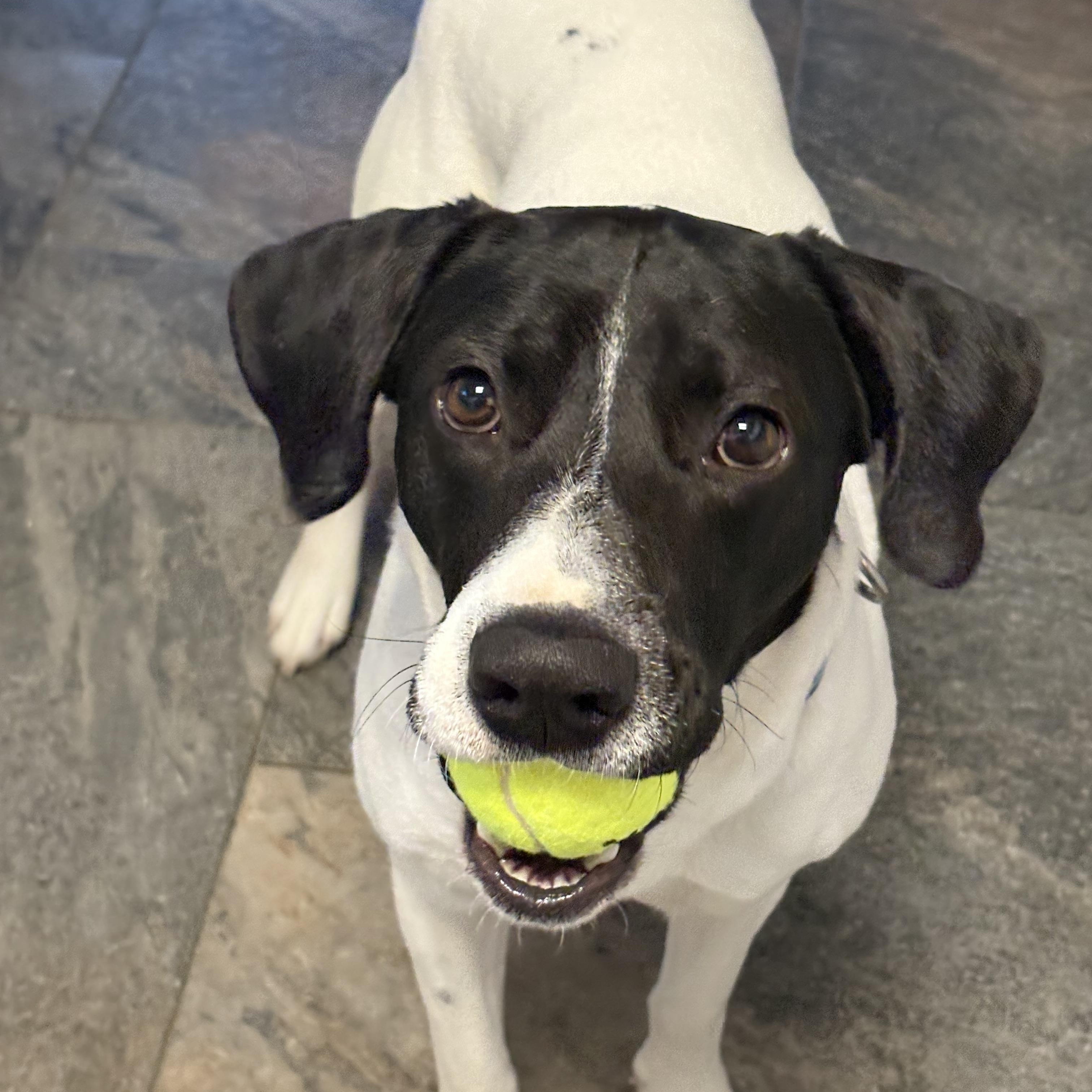 Enlarge Hank, a ADOPTABLE mixed breed in Hillsdale, NY image 4/6