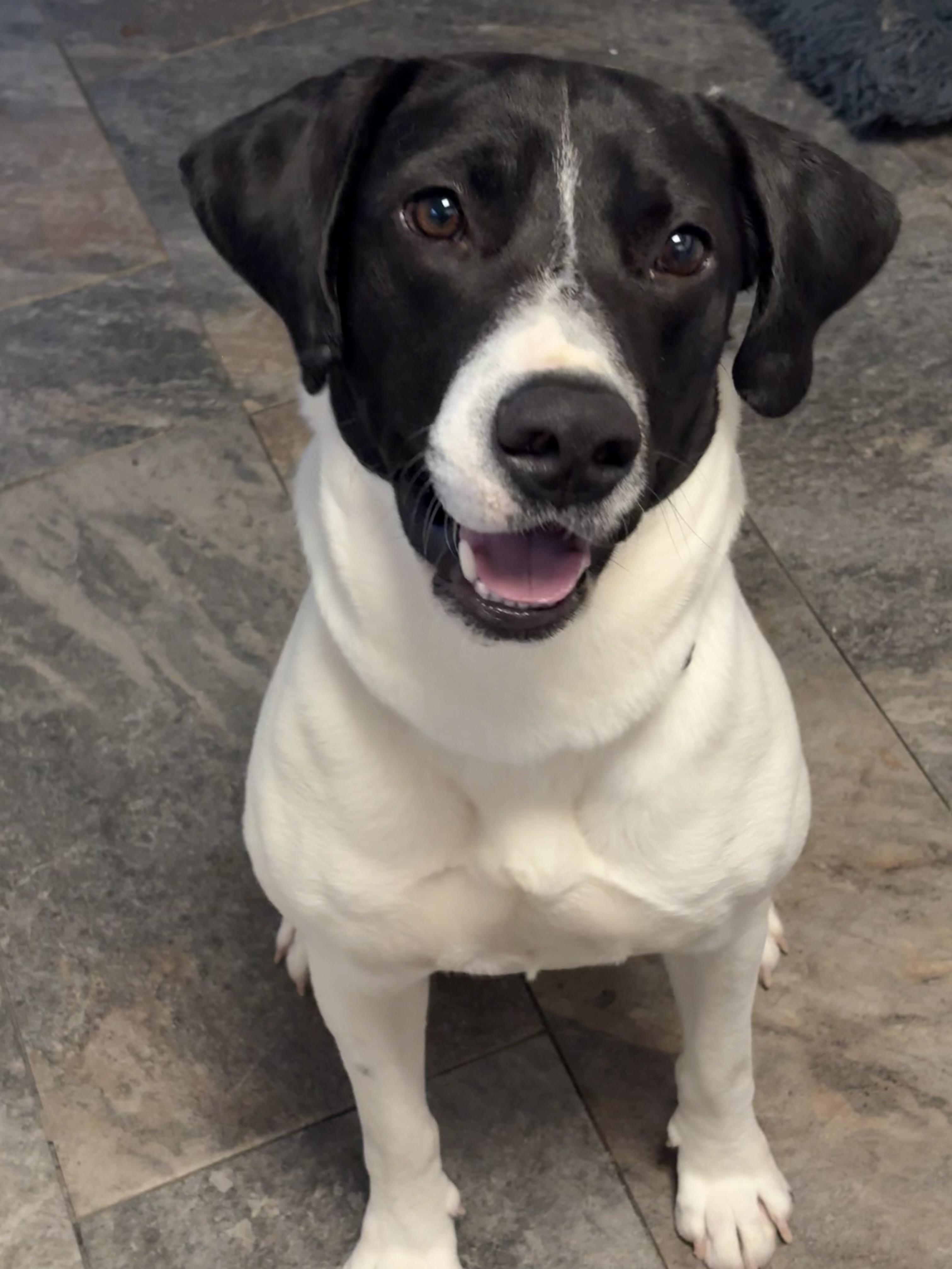 Hank, ADOPTABLE, Adult Male Labrador Retriever & English Pointer.