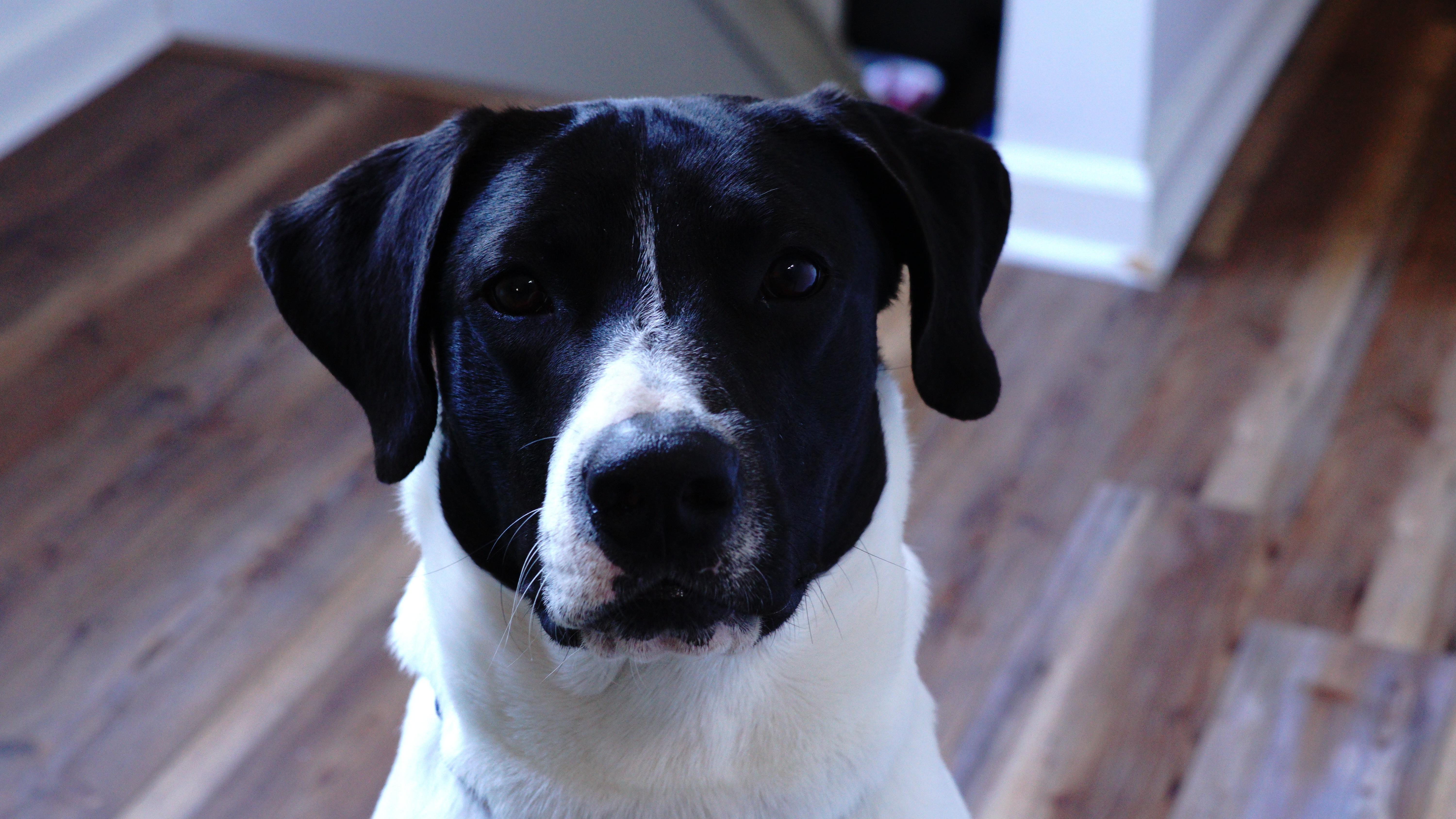 Hank, a ADOPTABLE mixed breed in Hillsdale, NY image 6/6