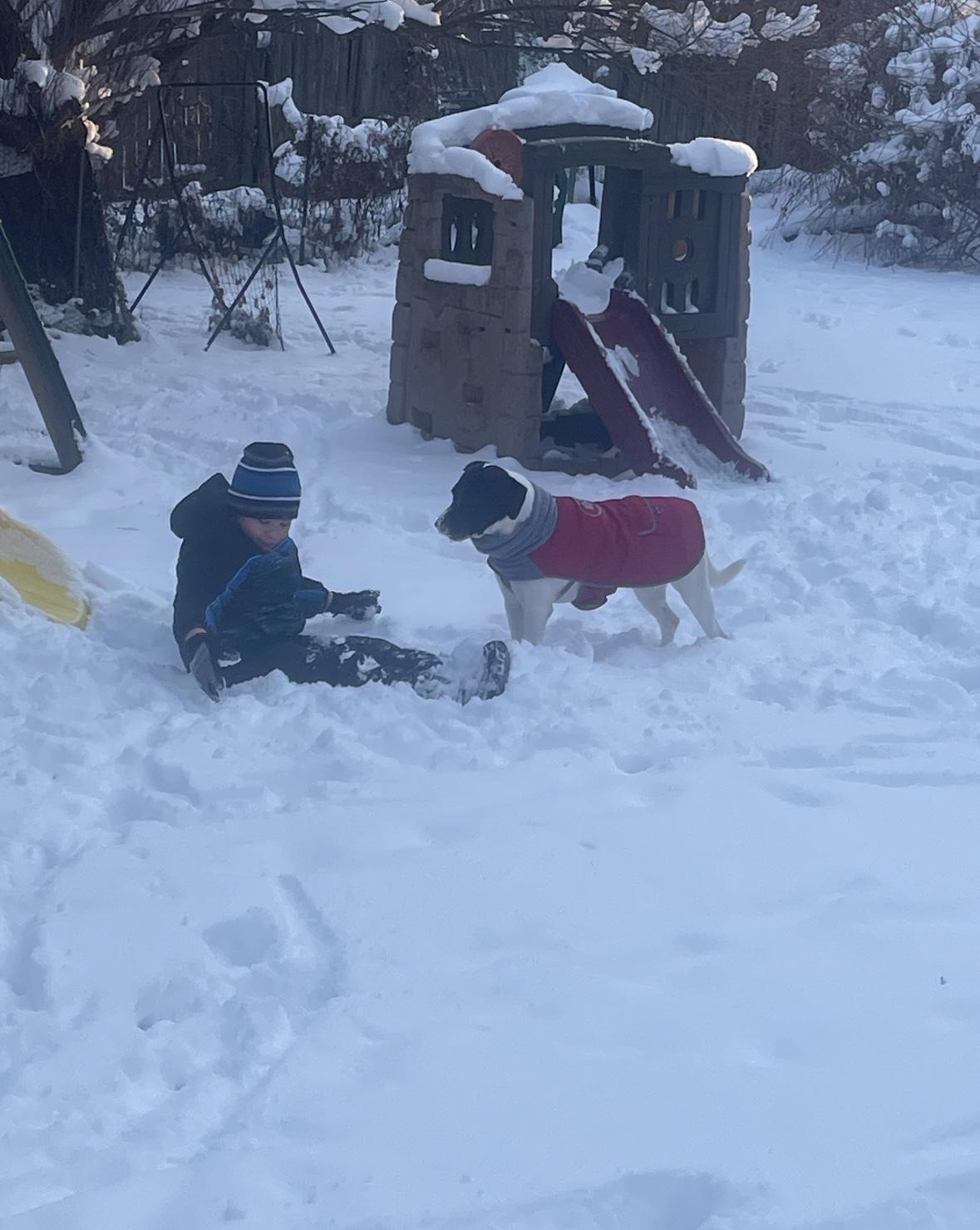 Enlarge Hank, a ADOPTABLE mixed breed in Hillsdale, NY image 5/6