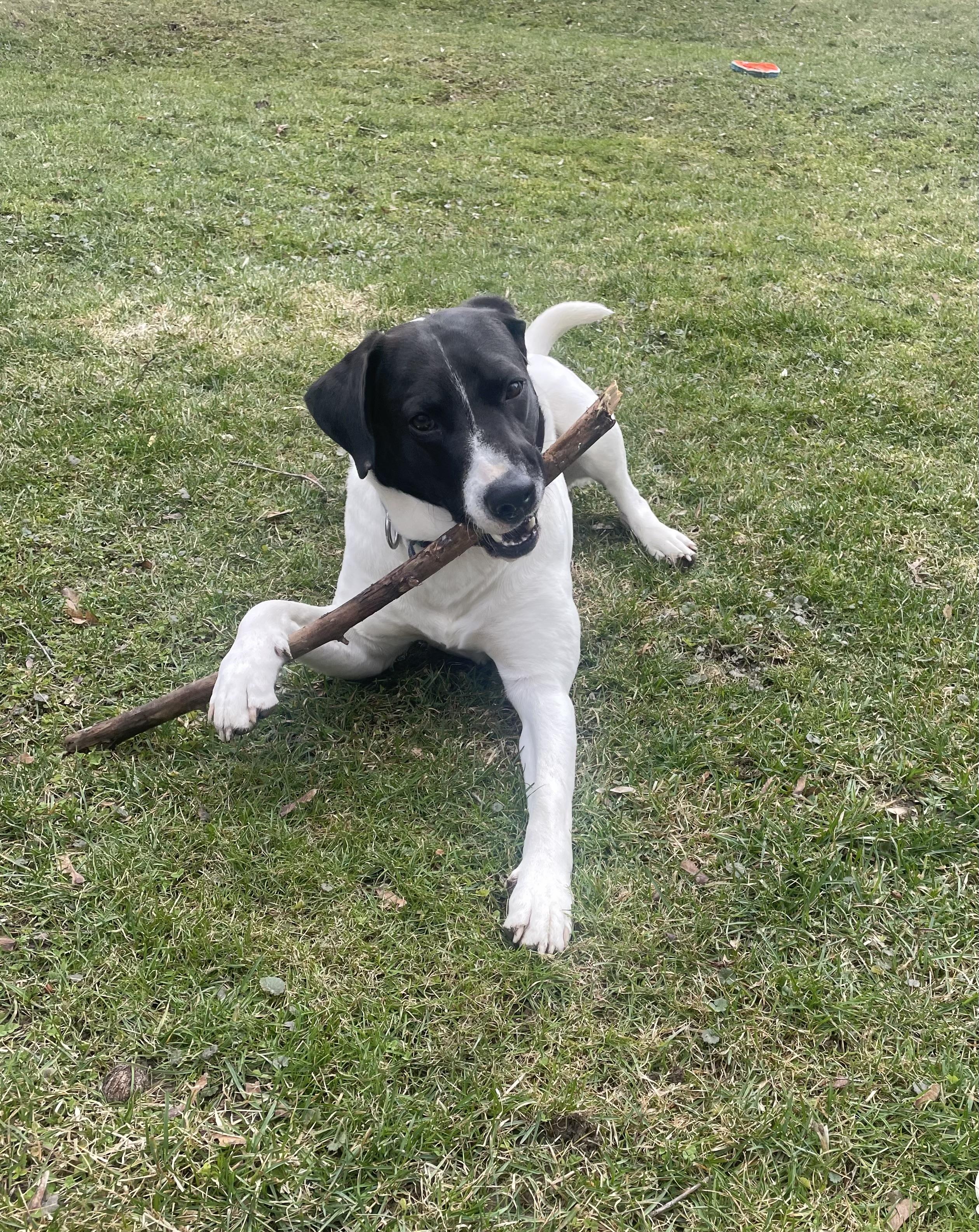 Hank, a ADOPTABLE mixed breed in Hillsdale, NY image 1/6