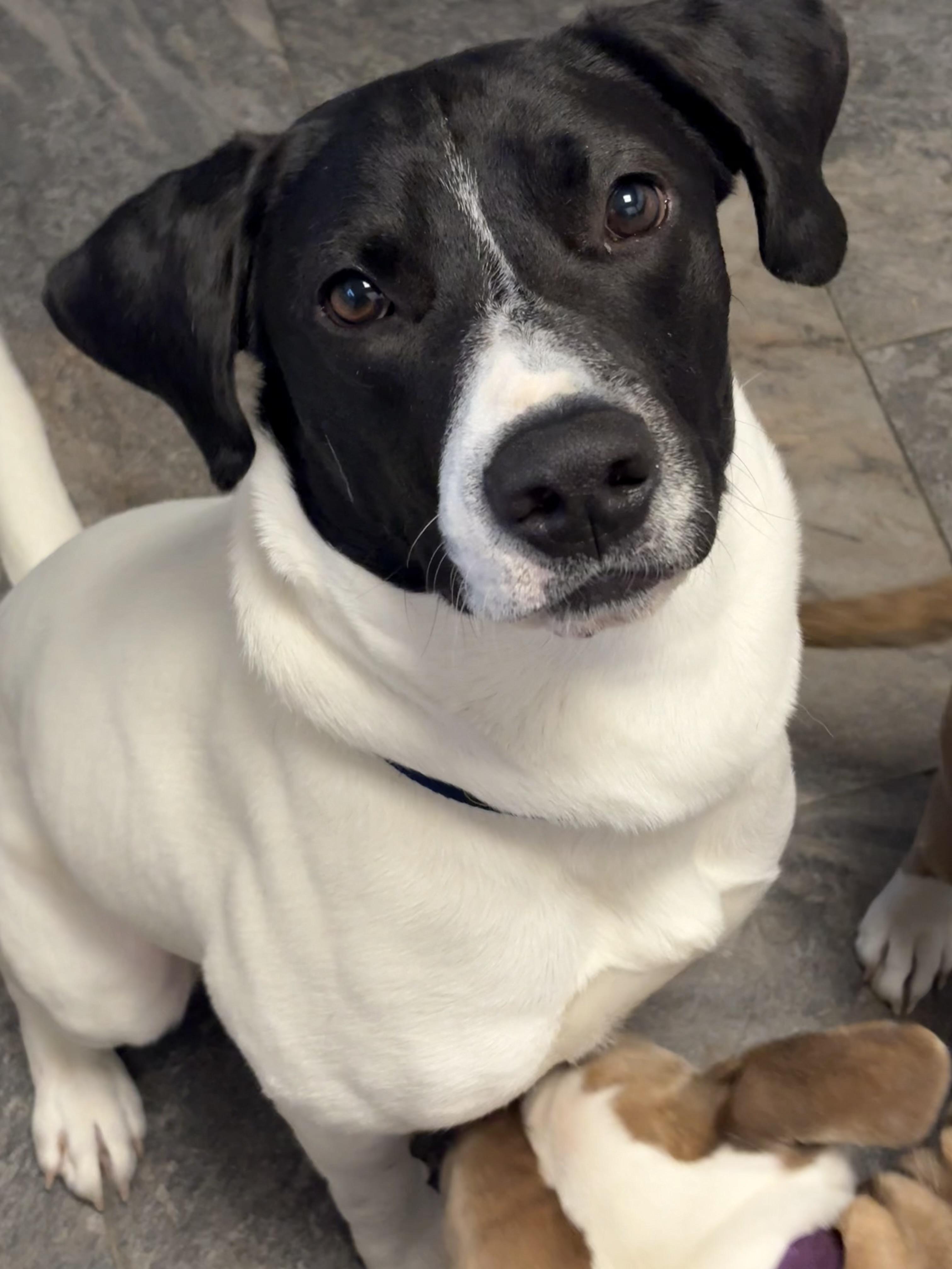 Enlarge Hank, a ADOPTABLE mixed breed in Hillsdale, NY image 2/6