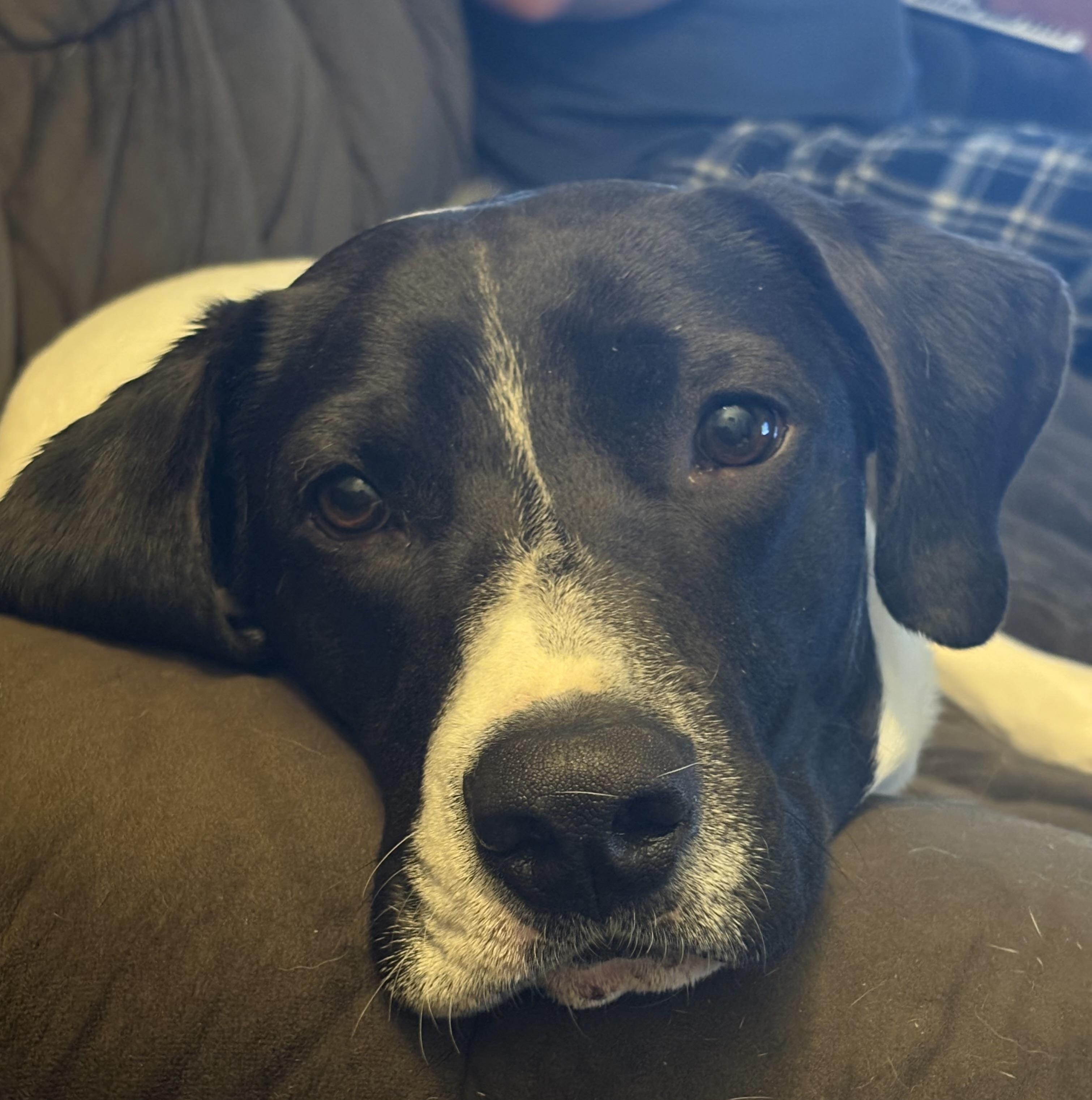 Enlarge Hank, a ADOPTABLE mixed breed in Hillsdale, NY image 6/6