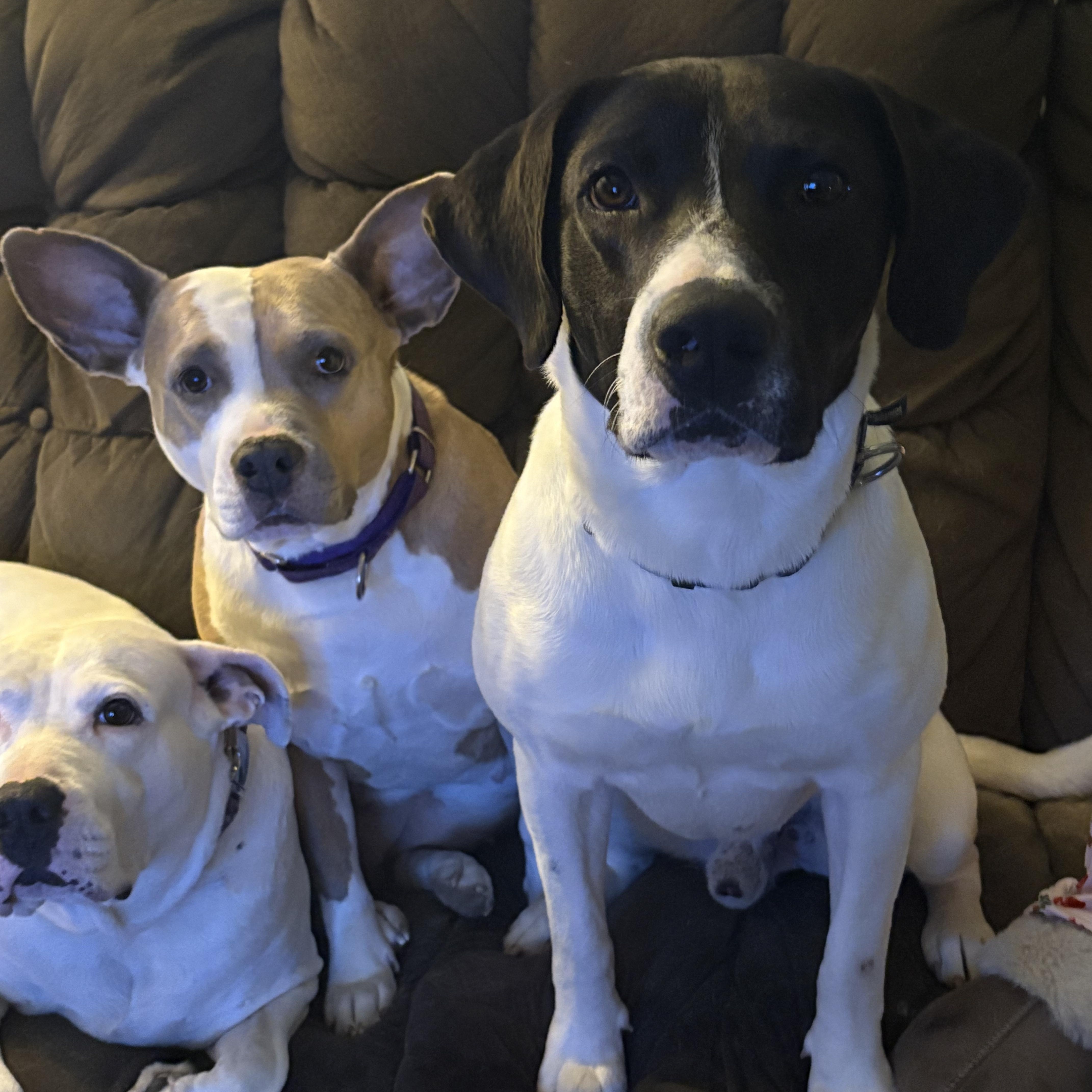 Enlarge Hank, a ADOPTABLE mixed breed in Hillsdale, NY image 3/6