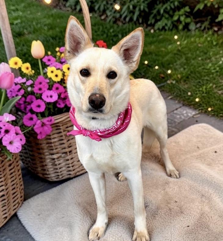 Enlarge Esmae, an adopted German Shepherd Dog in Perry, IA image 4/6