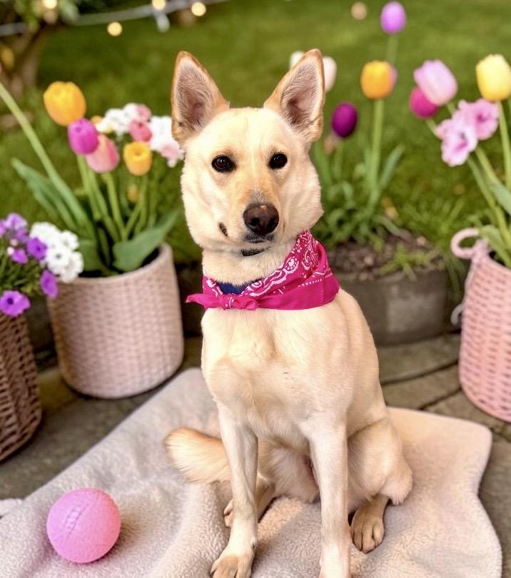 Enlarge Esmae, an adopted German Shepherd Dog in Perry, IA image 3/6