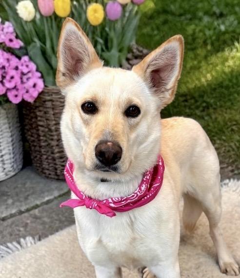 Esmae, adopted, Adult Female German Shepherd Dog.
