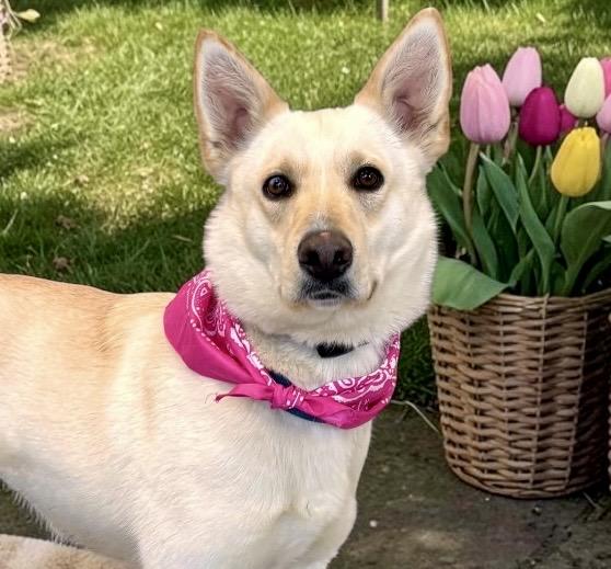 Enlarge Esmae, an adopted German Shepherd Dog in Perry, IA image 2/6