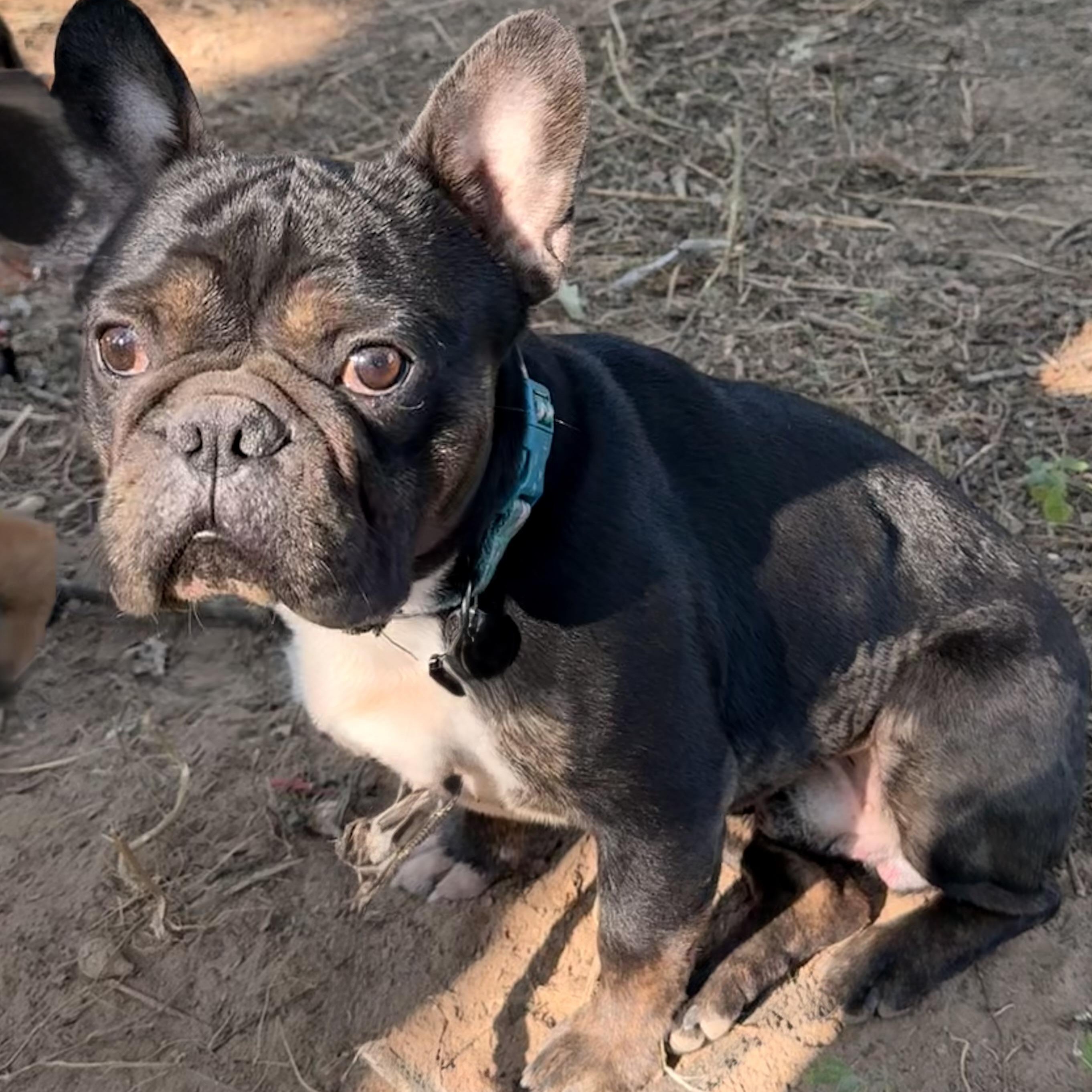 Enlarge Prince, a Adoptable French Bulldog in Bedminster, NJ image 1/6
