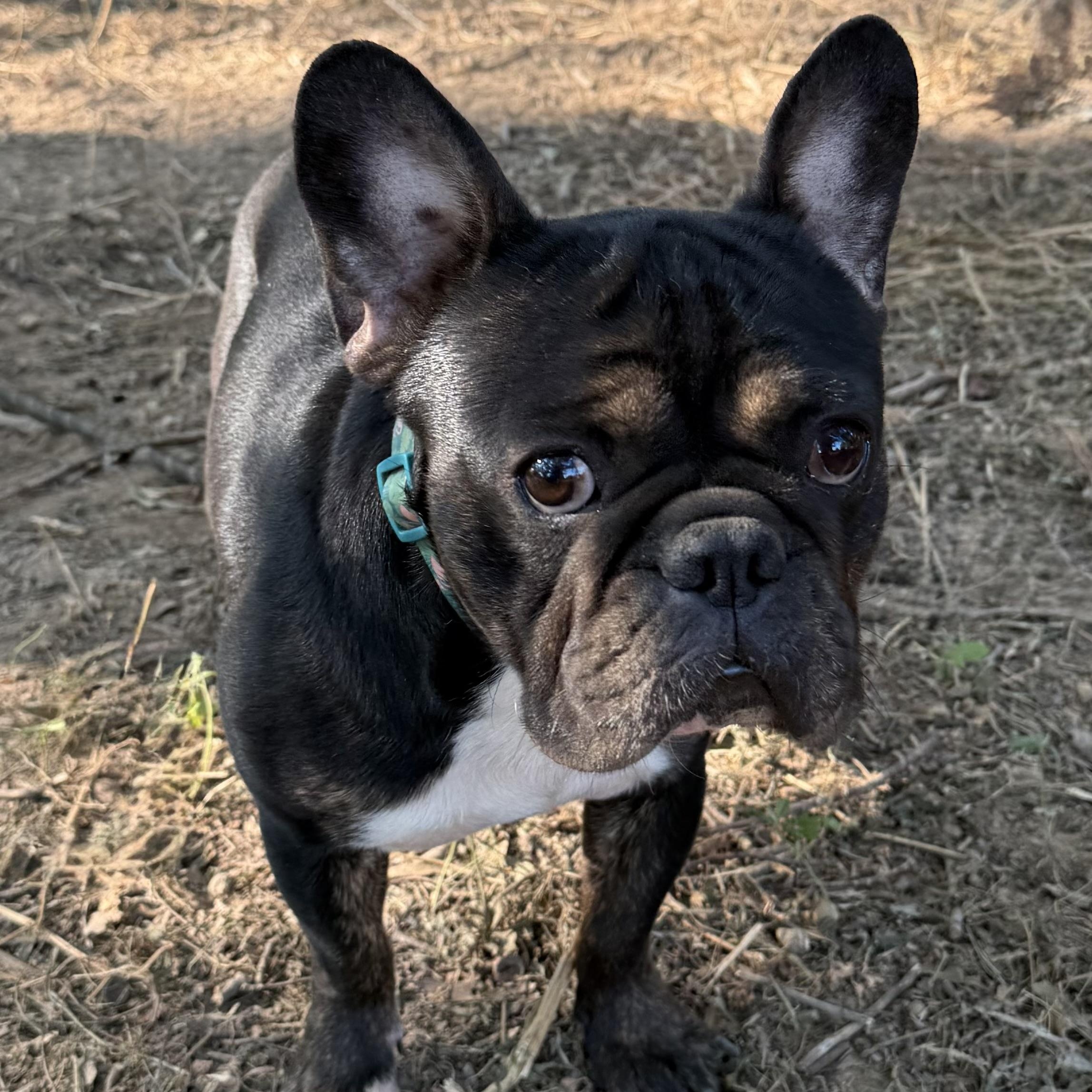 Enlarge Prince, a Adoptable French Bulldog in Bedminster, NJ image 4/6