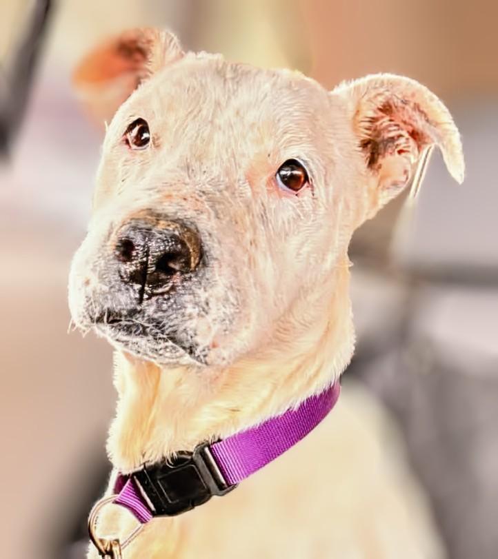 Enlarge Pearl, a Adopted Pit Bull Terrier in Scottsdale, AZ image 1/2