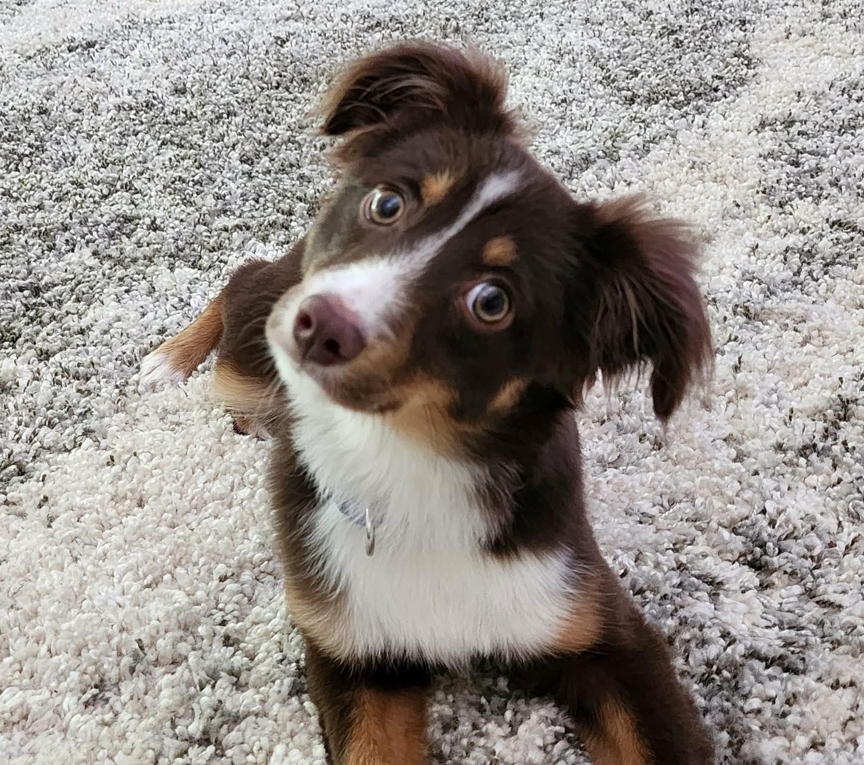 Molly, a Adoptable Australian Shepherd in Dallas, TX image 5/6