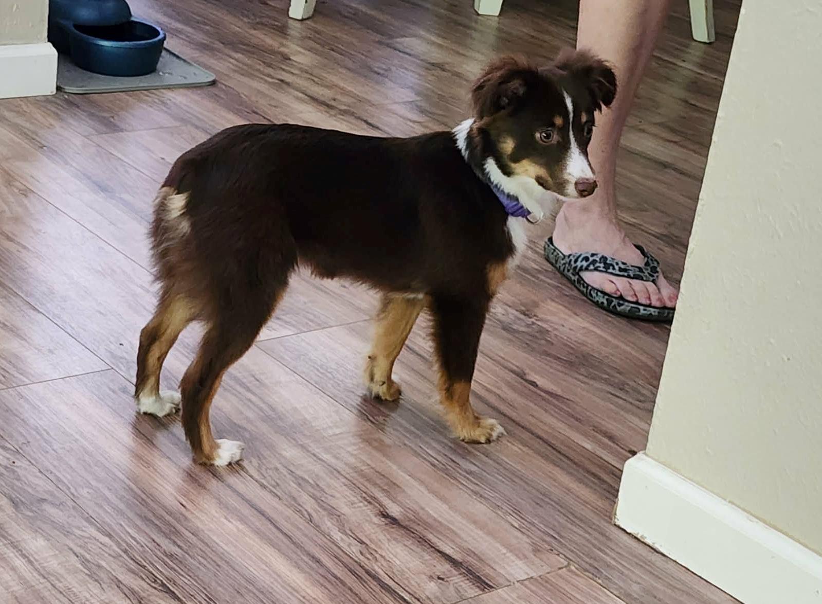 Molly, a Adoptable Australian Shepherd in Dallas, TX image 4/6