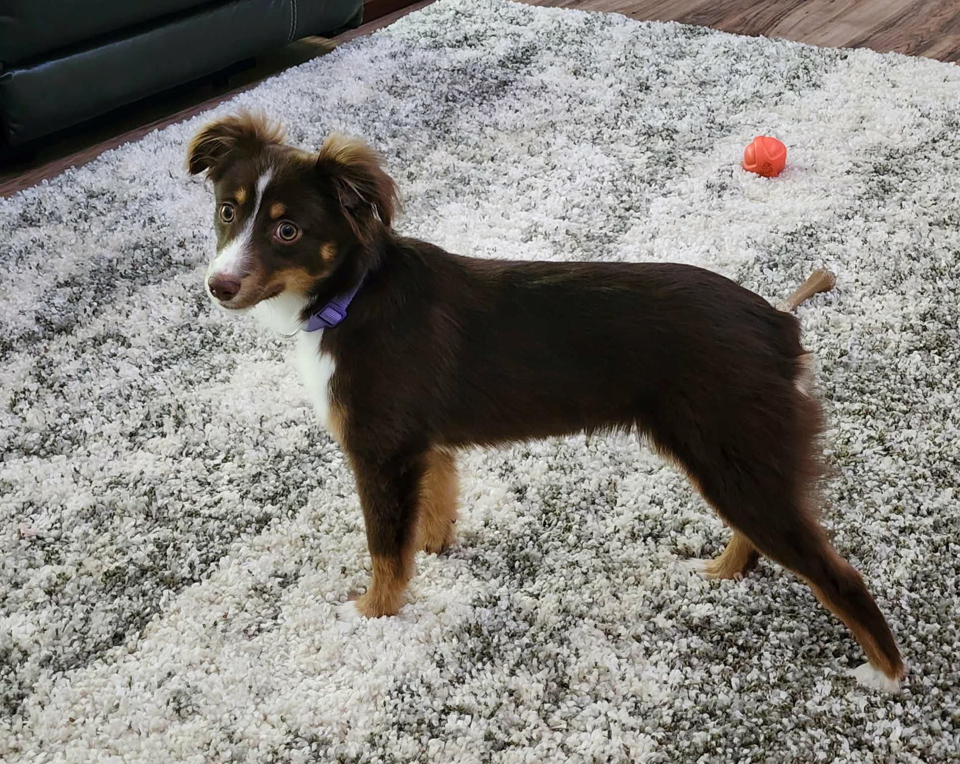 Molly, a Adoptable Australian Shepherd in Dallas, TX image 2/6