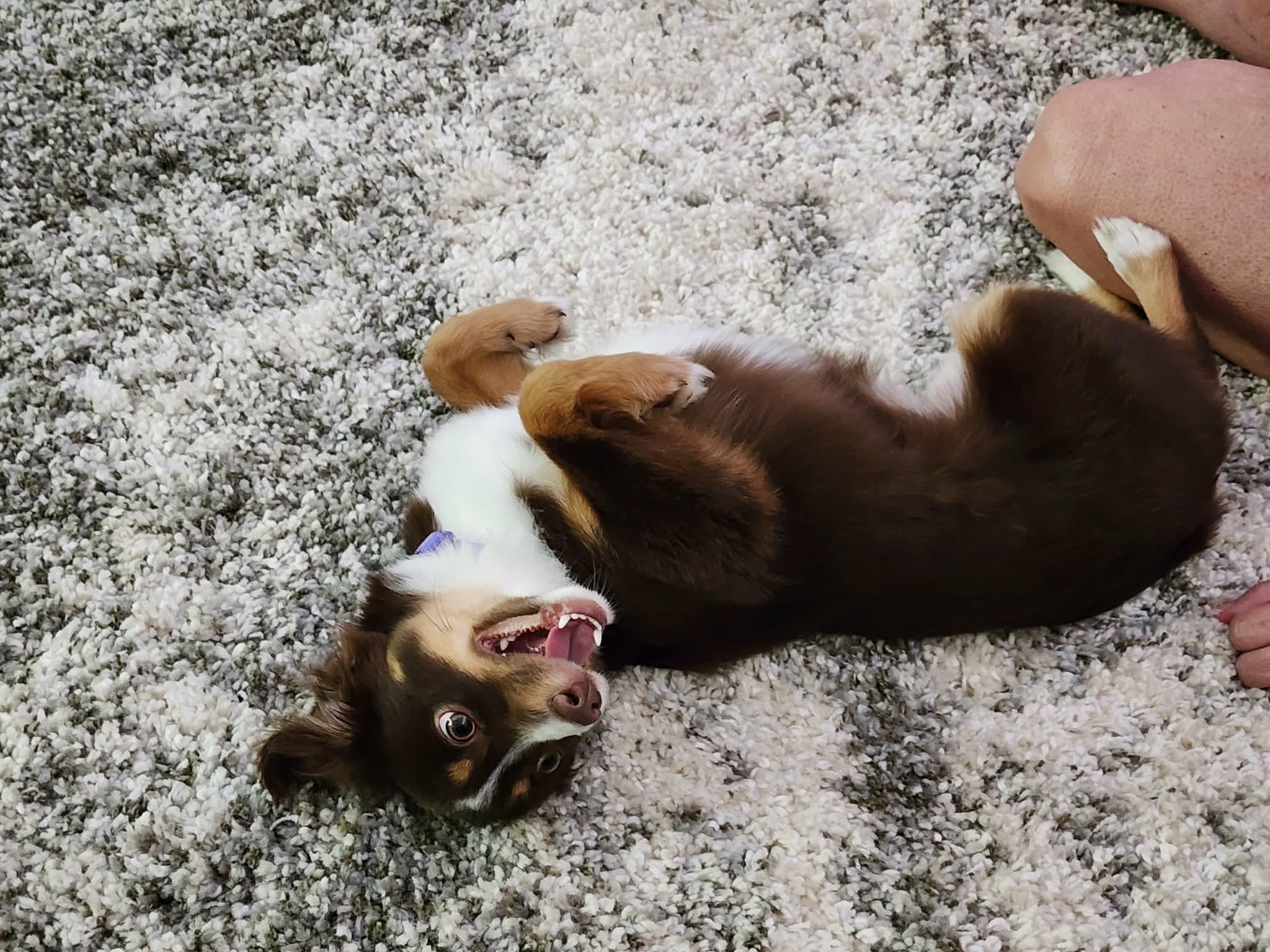Molly, a Adoptable Australian Shepherd in Dallas, TX image 6/6