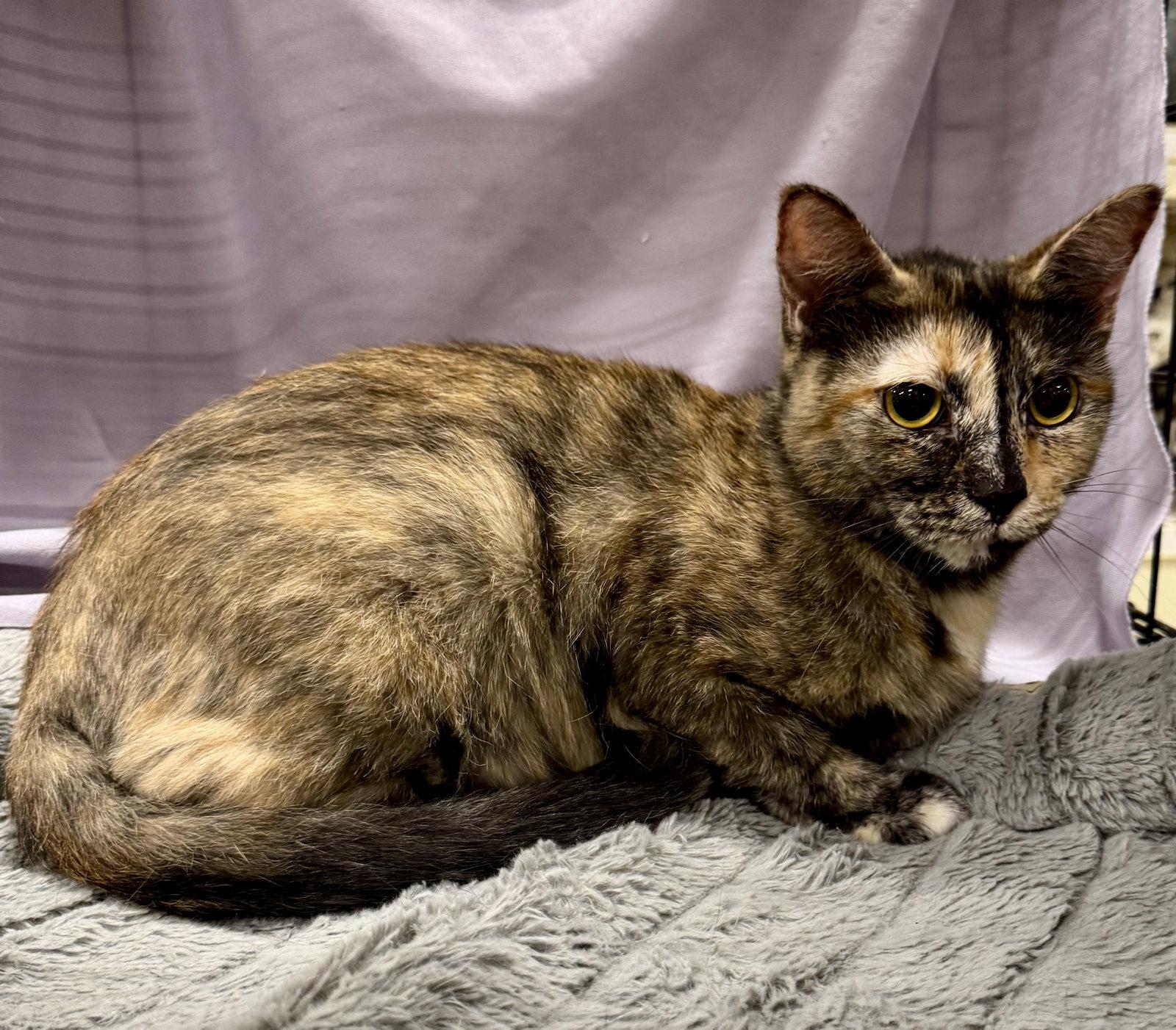 Orenda, Adoptable, Adult Female Domestic Short Hair.