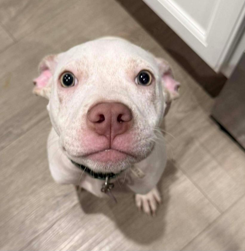 Enlarge Kratos, a ADOPTABLE mixed breed in Fredericksburg, VA image 2/6