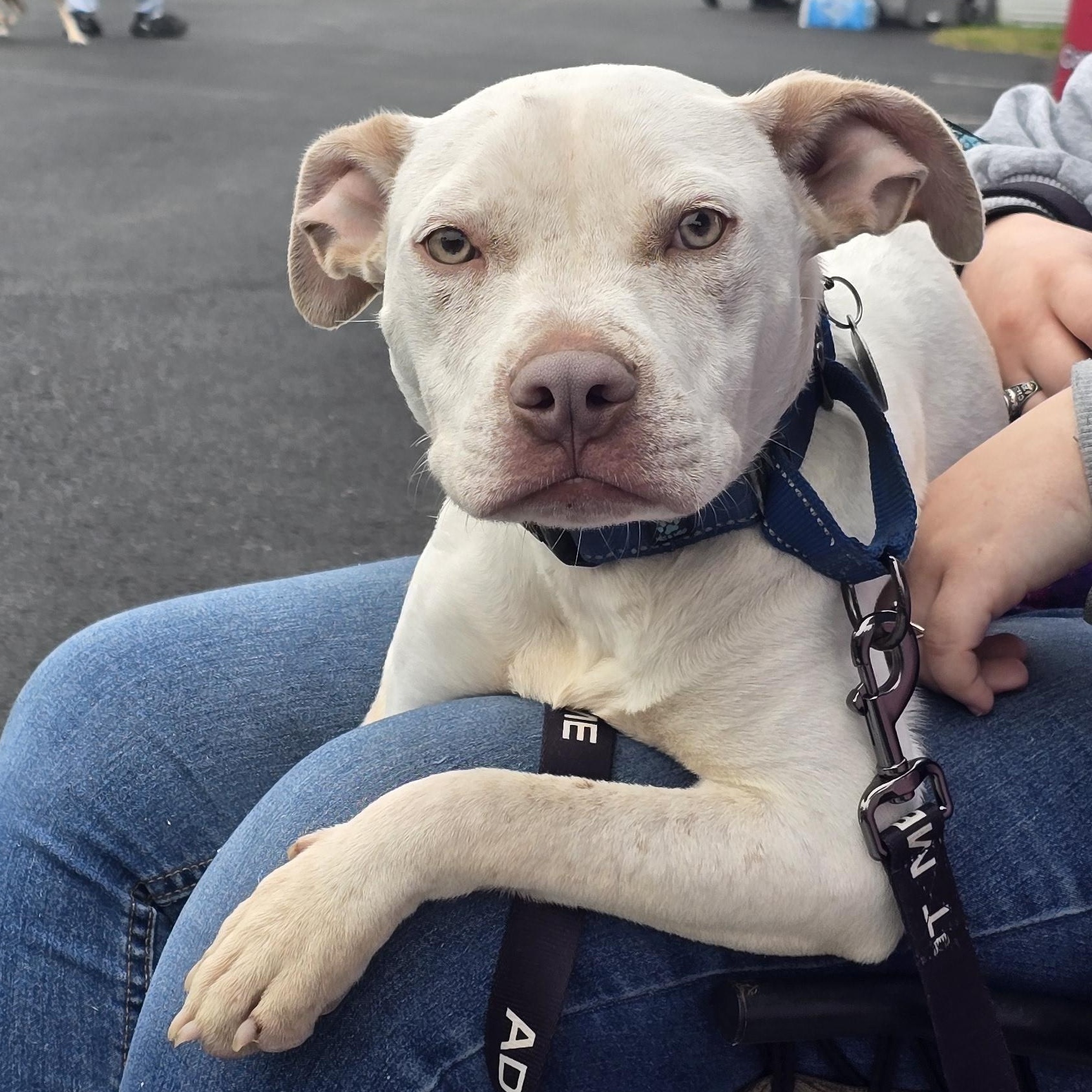Enlarge Kratos, a ADOPTABLE mixed breed in Fredericksburg, VA image 1/6