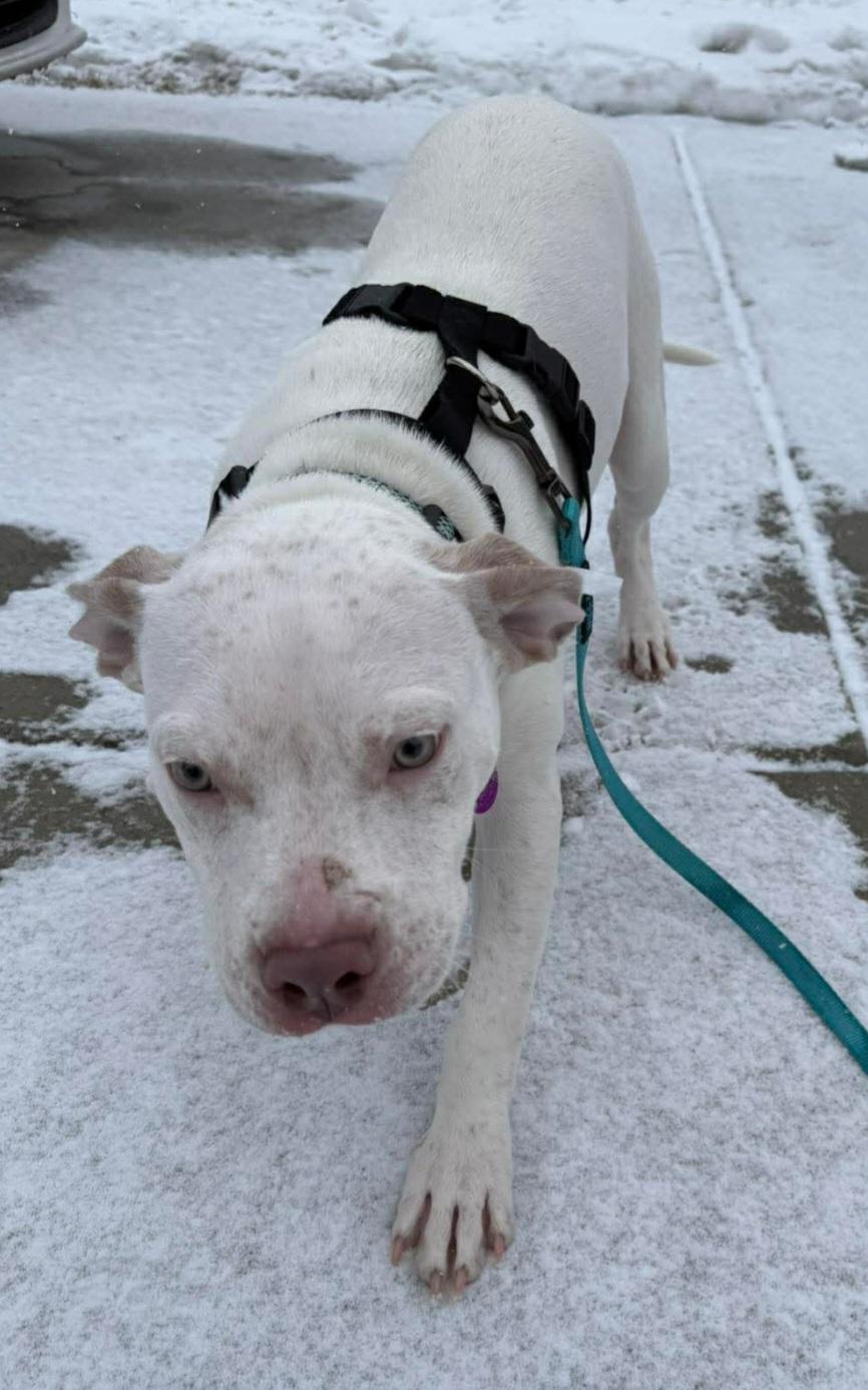 Enlarge Kratos, a ADOPTABLE mixed breed in Fredericksburg, VA image 3/6