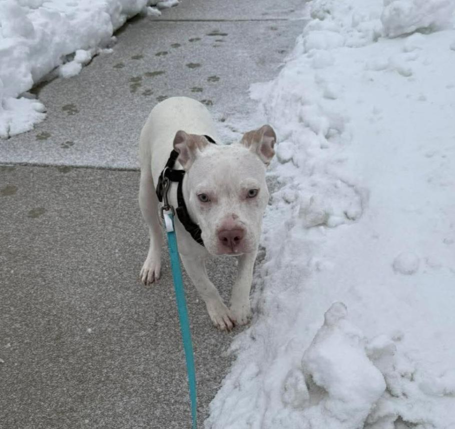Enlarge Kratos, a ADOPTABLE mixed breed in Fredericksburg, VA image 5/6