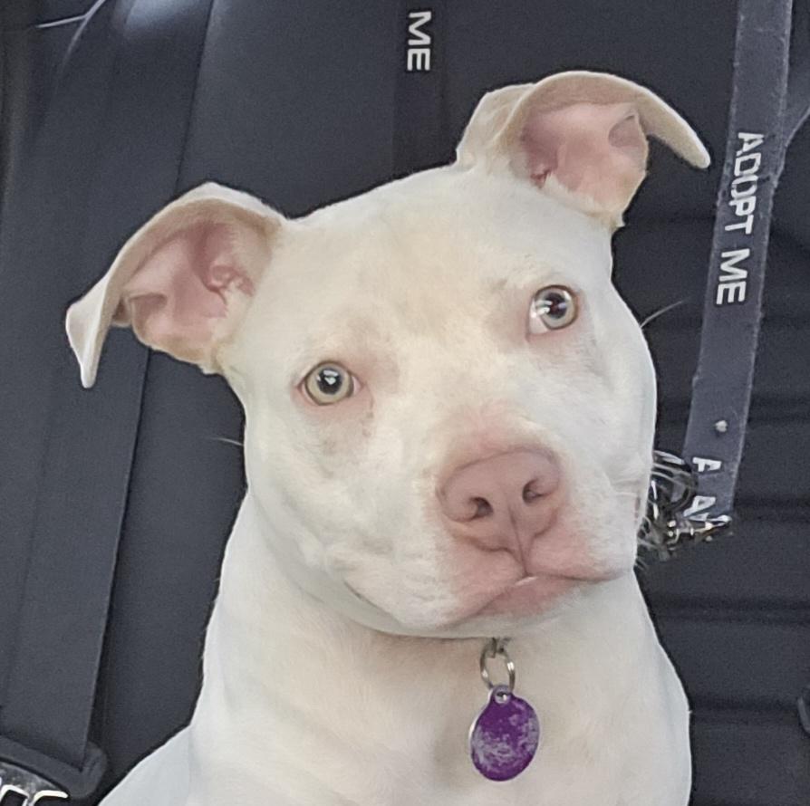 Enlarge Kratos, a ADOPTABLE mixed breed in Fredericksburg, VA image 1/6