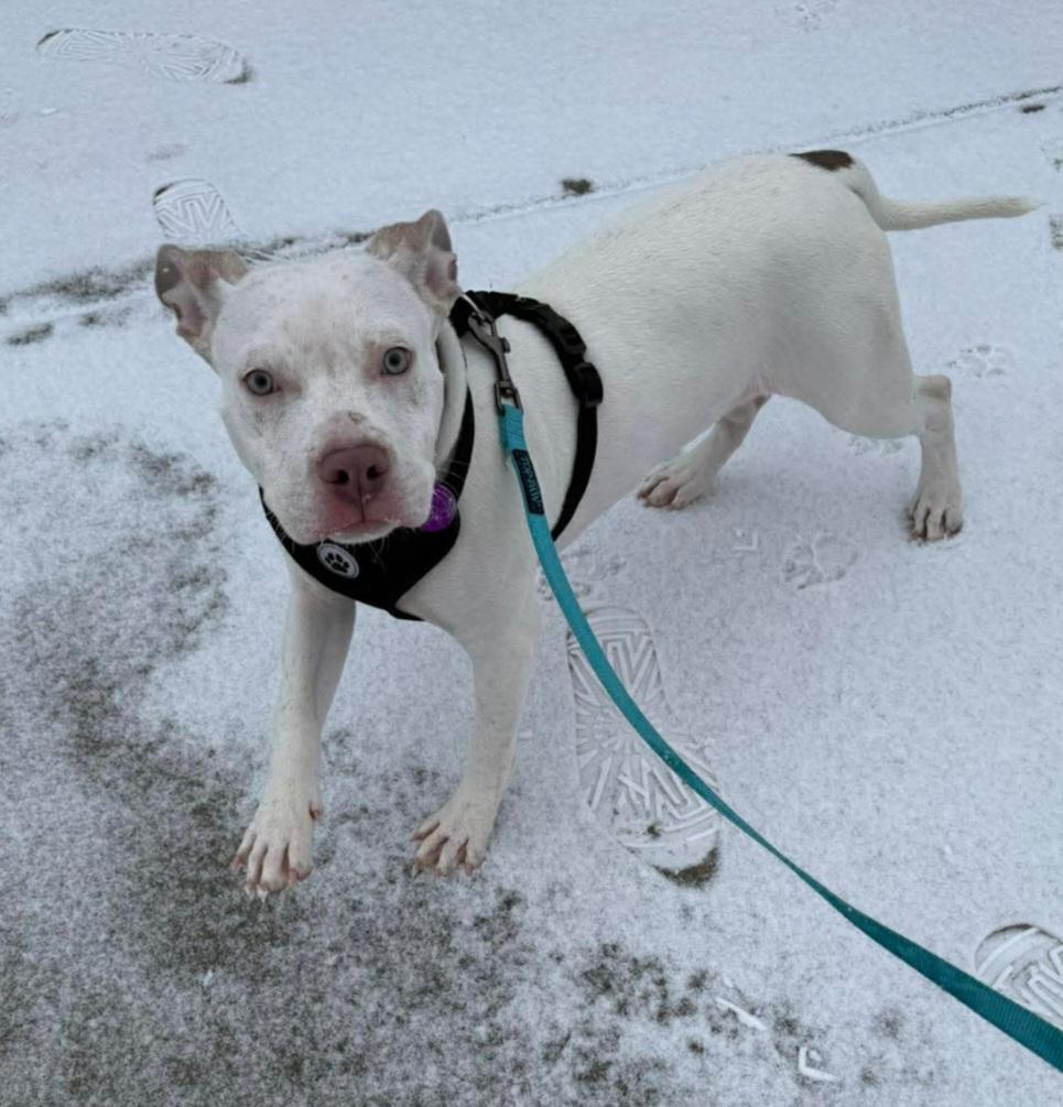 Enlarge Kratos, a ADOPTABLE mixed breed in Fredericksburg, VA image 4/6