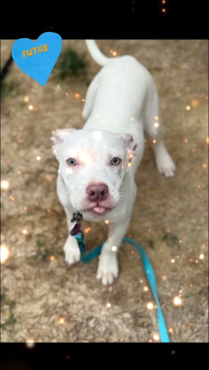 Enlarge Kratos, a ADOPTABLE mixed breed in Fredericksburg, VA video 6/6