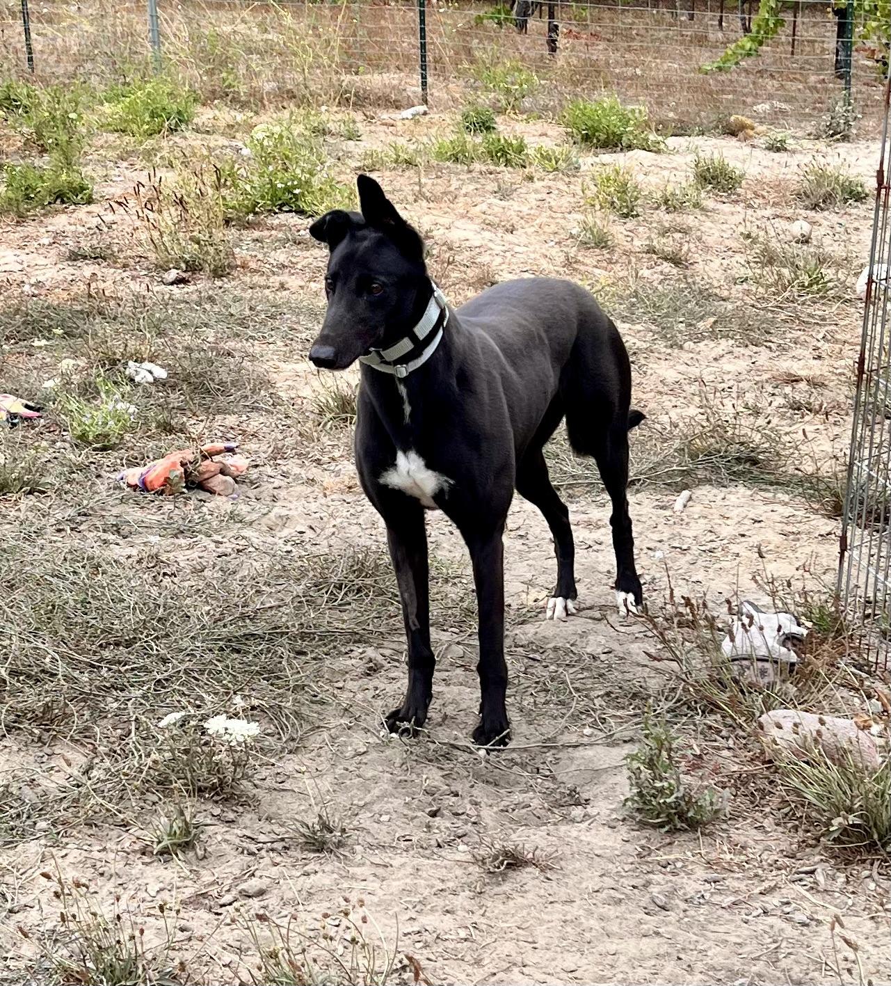 zora, ADOPTABLE, Adult Female Greyhound.