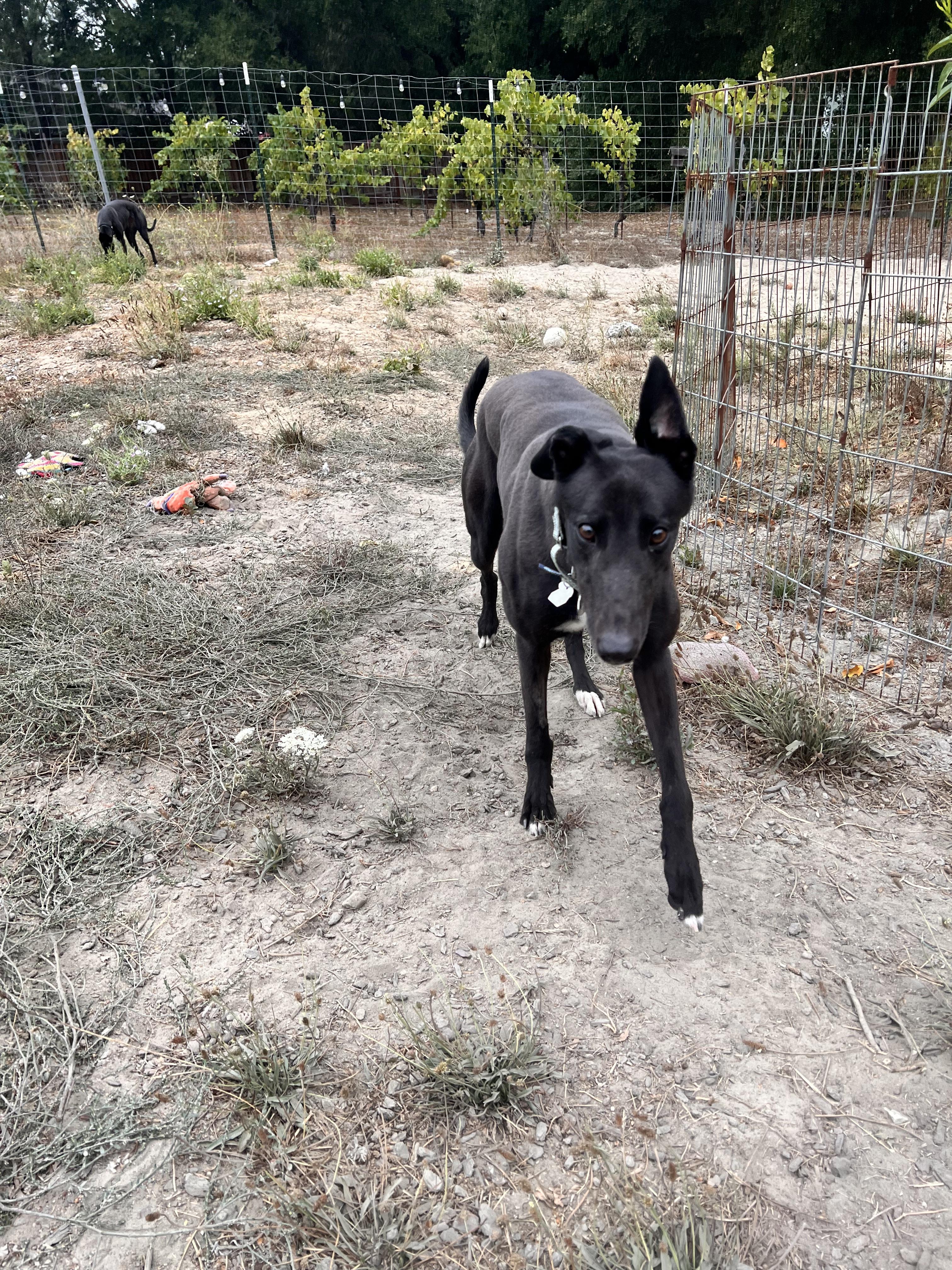 Enlarge zora, a ADOPTABLE Greyhound in Santa Rosa, CA image 2/2