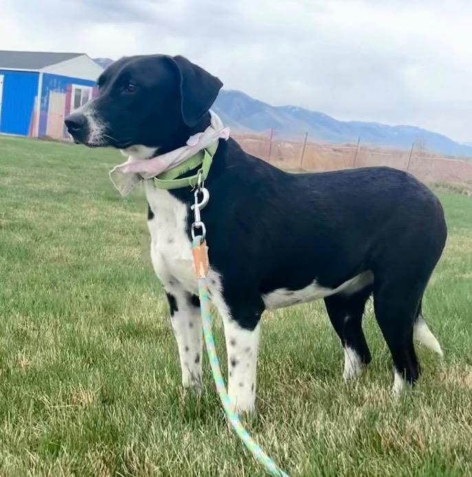 Cora, Adoptable, Young Female Border Collie.